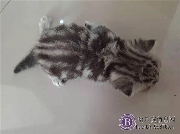 出售自家大猫繁殖的美短加白、矮脚